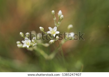 Flower of a thyme-leaf sandwort, Arenaria serpyllifolia