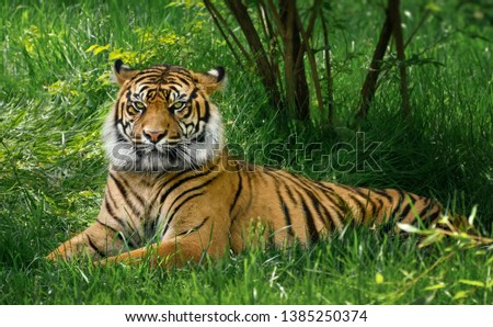 Tiger laying in green grass
