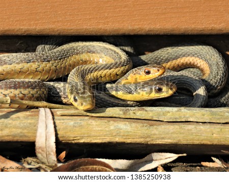 Three Garter Snakes, intertwined and resting on a weathered wooden board beside a wood dock. Royalty-Free Stock Photo #1385250938