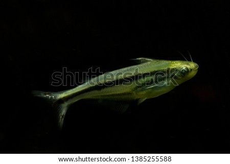 African glass catfish (Pareutropius debauwi). Royalty-Free Stock Photo #1385255588