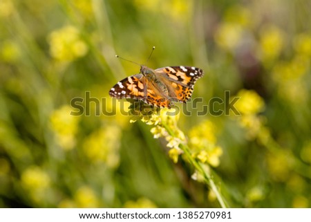 Monarch Butterfly Sitting in a Field of Wild Flowers 04