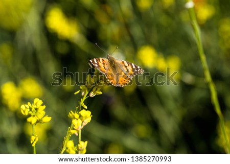 Monarch Butterfly Sitting in a Field of Wild Flowers 10