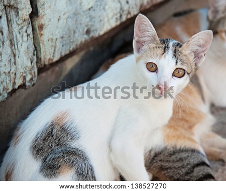 White Thailand Cat