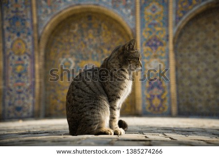 Beautiful cat in front of colourful mosaic in Iran  