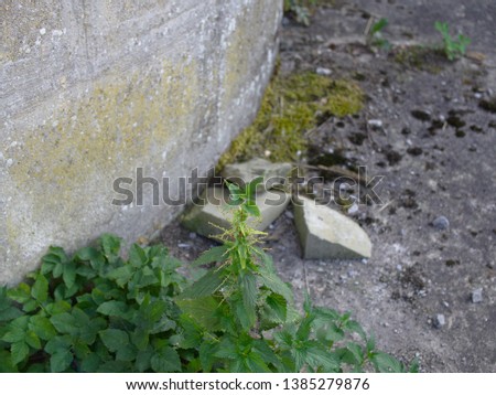 a green nettle in front of a wall in a stony environment picture two