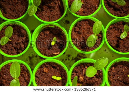 Young fresh seedling stands in plastic pots. cultivation of cucumbers in greenhouse. Cucumber seedlings sprout Selective. focus and 
shallow Depth of field.