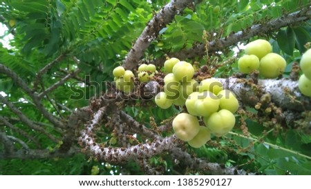Close-up pictures of fruits Phyllanthus acidus