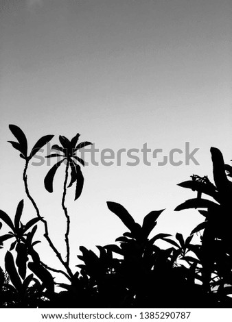 silhouette of trees on a summer sunset (Black & White Edition)