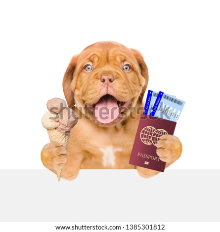 Funny puppy holds airline tickets, ice cream and passport above empty white banner. isolated on white background