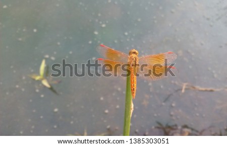   A Red dragonfly sitting in the Riverside. It is a most beautiful flying insects.