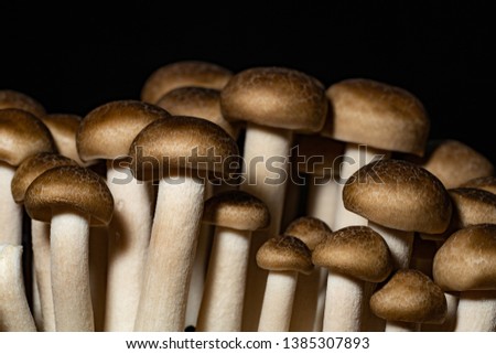 Japanese Shimeji mushroom closeup picture