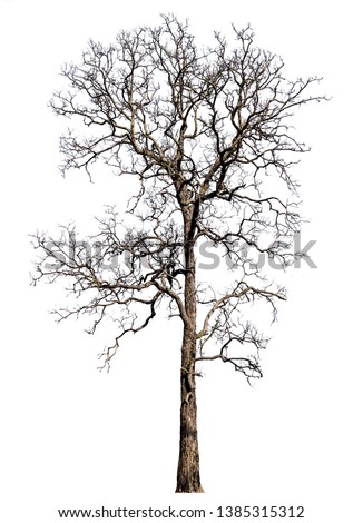 isolated tree without leaf on white background with clipping path in picture