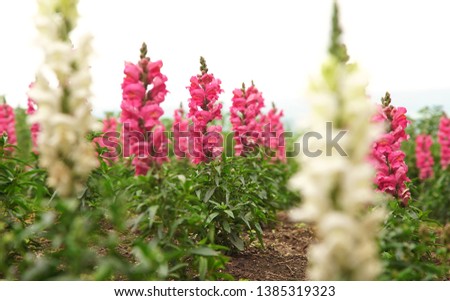Blooming Season of Pink Antirrhinum or Snapgradon Flowers in Field                                       