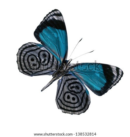 Black butterfly have Geometric shapes with marking deep blue on a wing  isolated on white background
