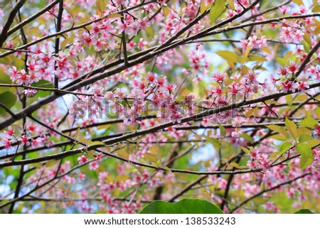 Cherry blossum No.4