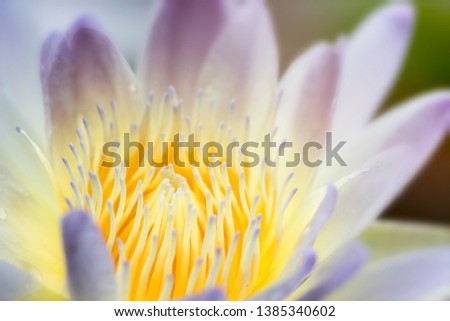 Natural concept; close up picture of light purple lotus