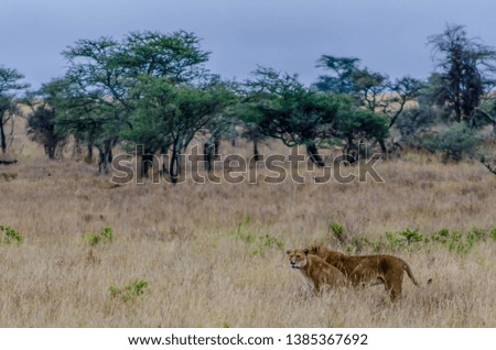 Lions watching for prey in the Serengeti, Tanzania, Africa