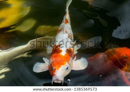 Fancy carp swimming in a pond. Fancy Carps Fish or Koi Swim in Pond, Movement of Swimming and Space.
