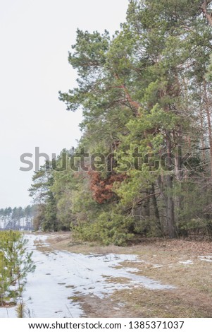 Early spring in the pine forest.Nature in the vicinity of Pruzhany, Brest region, Belarus .