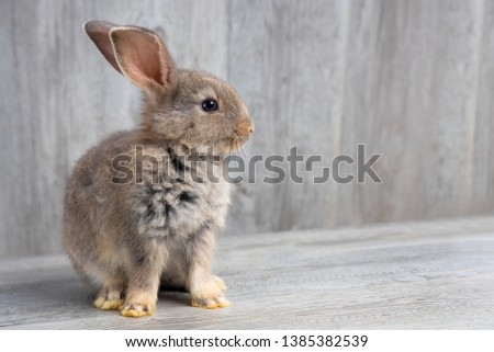 Funny bunny or baby rabbit fur gray with long ears is sitting on wooden floor and gray background for Easter Day.
