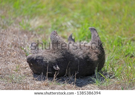Dead runover Wombat in Australia