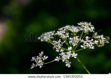 Anthriscus sylvestris blooms in a meadow in summer. White flowers of anthriscus sylvestris close-up. Wildlife picture of flowering plants in the meadows on a summer day.