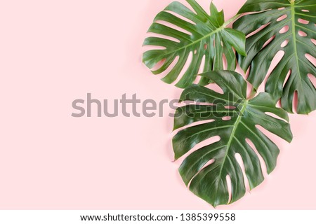 Tropical palm leaves Monstera on pink background. Flat lay, top view minimal concept.