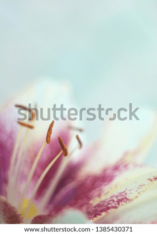 Creative floral background. Lily pastel Soft focus, blur. Imitation of watercolor.