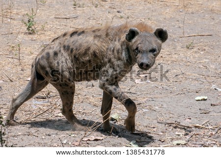 Spotted Hyenas in nature,close up.