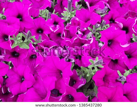 Group of pink petunia flower in the garden.