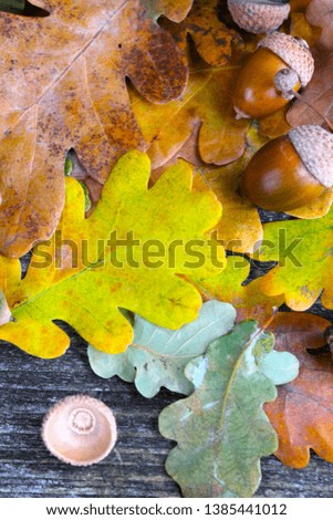 Beautiful leaves on vintage wooden background, border design. vintage color tone - concept of autumn leaves in fall season background