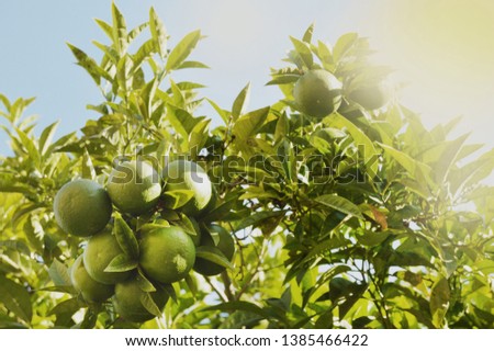 Green mandarins ripen on the tree in the sunlight, the concept of growing organic fruit, vegetable background with copy space Royalty-Free Stock Photo #1385466422