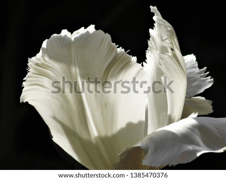 flower tulip in black and white
