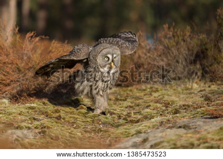 cute great grey owl landing in the autumn forest with heather around
