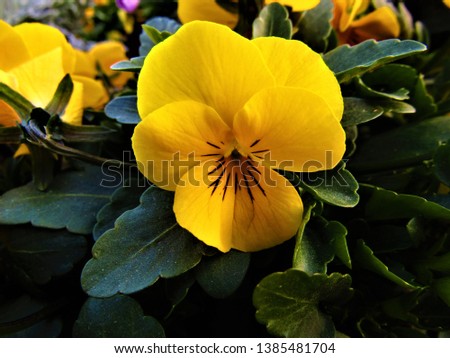 yellow colourful blomming pansy flower 