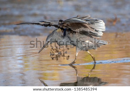 Black heron uses a hunting method called canopy feeding it uses its wings like an umbrella, 
creating shade that attracts fish.