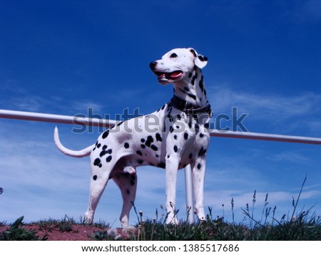 Heiko is my dalamatian. Quite strong for a dalmatian because of his love to run. The picture was taken during a walk.