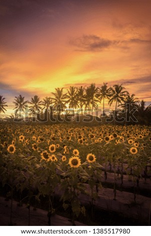 A thousand sun at central java, Indonesia 