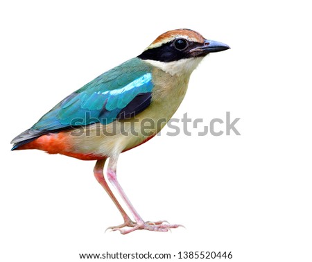 Fascinated brightly multiple colors bird with green blue red brown balck isolated on white background showing details from head body tail and legs, Fairy pitta (Pitta nympha) or so called Forest Angel