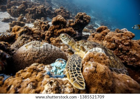 Green sea Turtle on a Coral Reef