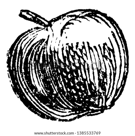 This is apple in the frame, vintage line drawing or engraving illustration.