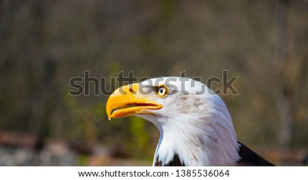 portrait of a bald eagle with a beautiful yellow beak (Haliaeetus leucocephalus)