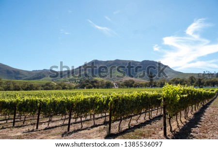Photo of vineyards at Groot Constantia, Cape Town, South Africa, taken on a clear early morning, with mountains in the background.  Royalty-Free Stock Photo #1385536097