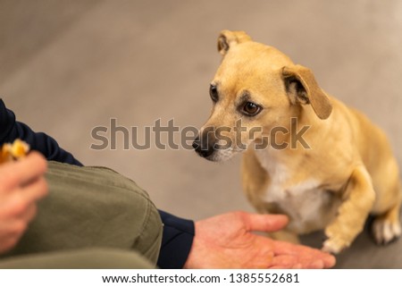 very cute little dog portrait