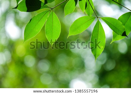 green leave, leaf rubber tree on bokeh background