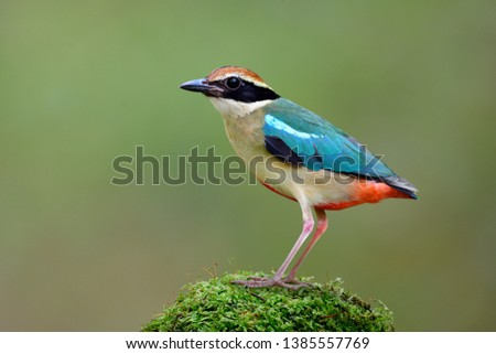 Forest Angel or Fairy pitta, Beautiful bright blue to green with brown head red tail pale body in multiple colors bird perching fresh mossy grass over soft light and warm natural environment