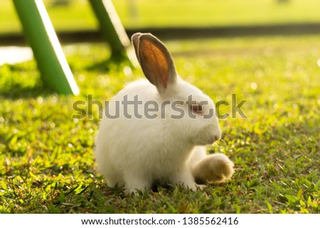 Close up portrait picture of cute fluffy rabbit enjoying the green grass