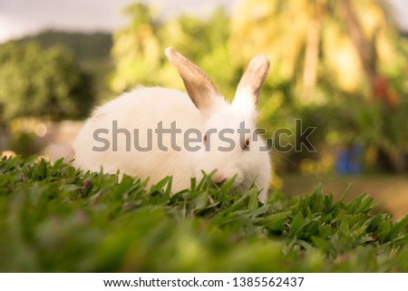 Close up portrait picture of cute fluffy rabbit enjoying the green grass