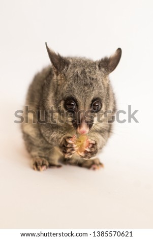 Juvenile Brushtail Possum eating grape
