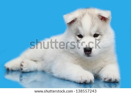 Siberian Husky puppy, age of 6 weeks